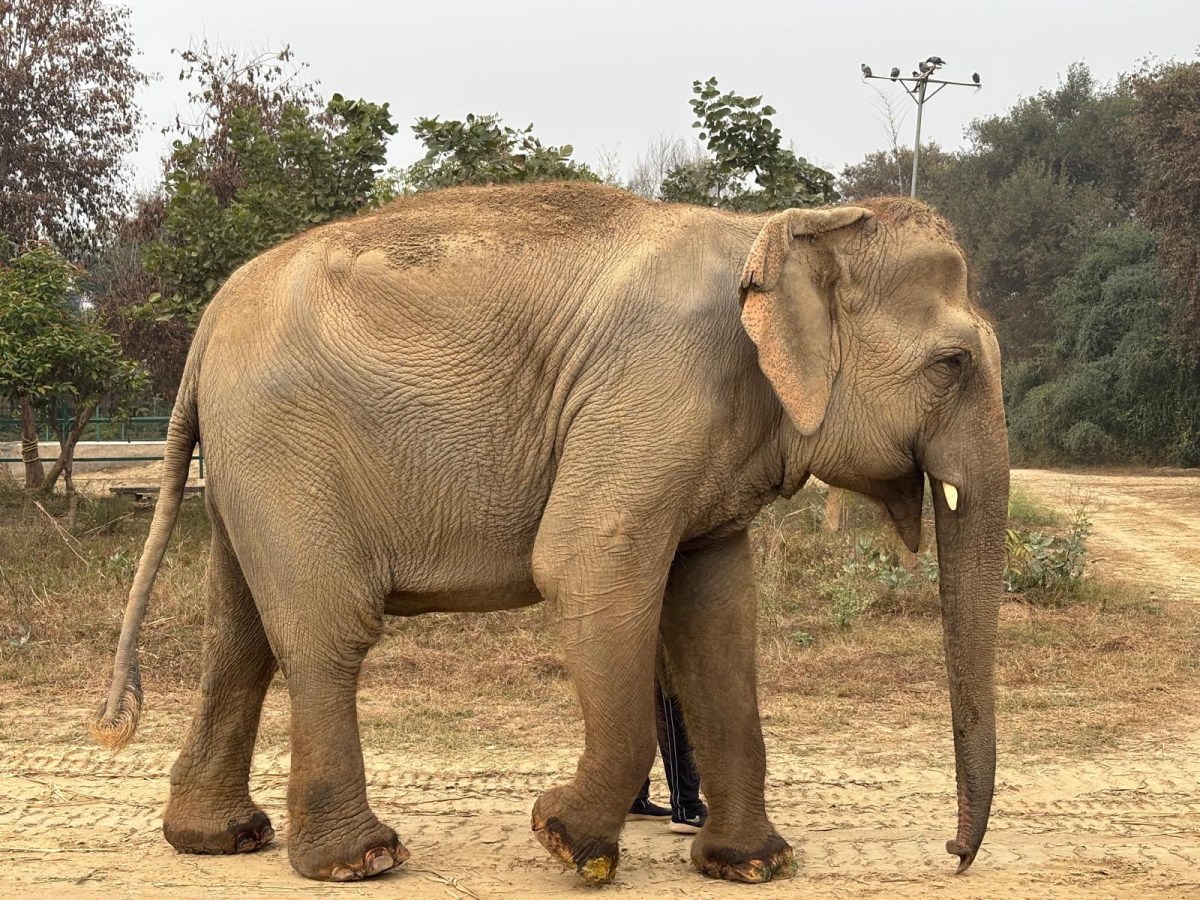 From Delhi to Agra: Elephants, Love Stories, and Two Highway Pit&nbsp;Stops